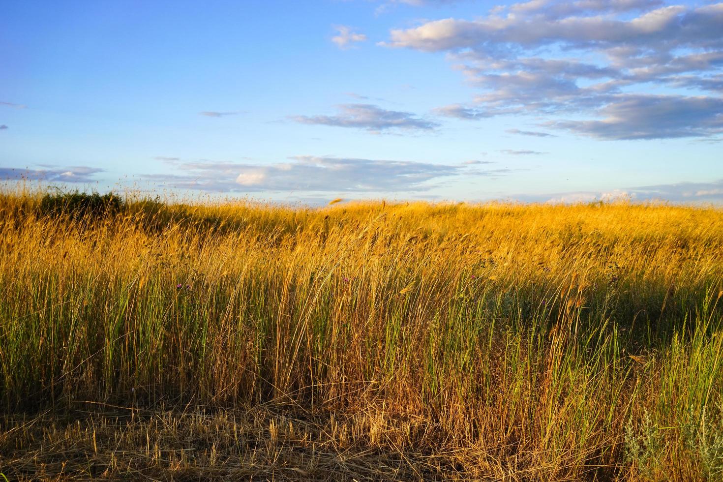 sfondo naturale con erba secca alta nella steppa contro foto