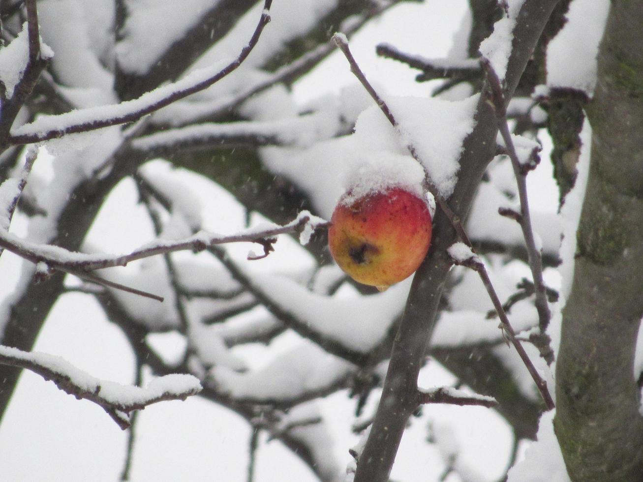 mela rossa coperta di neve. albero innevato. tempo nevoso foto