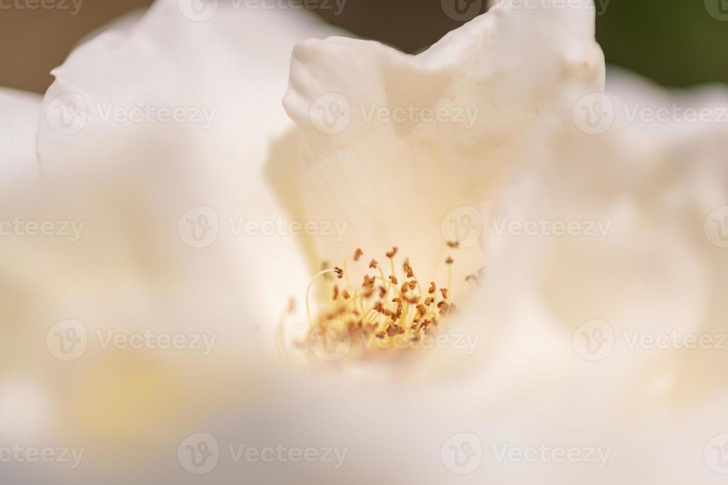 fiore di bellezza selvaggia con nettare che fiorisce nella campagna del campo foto