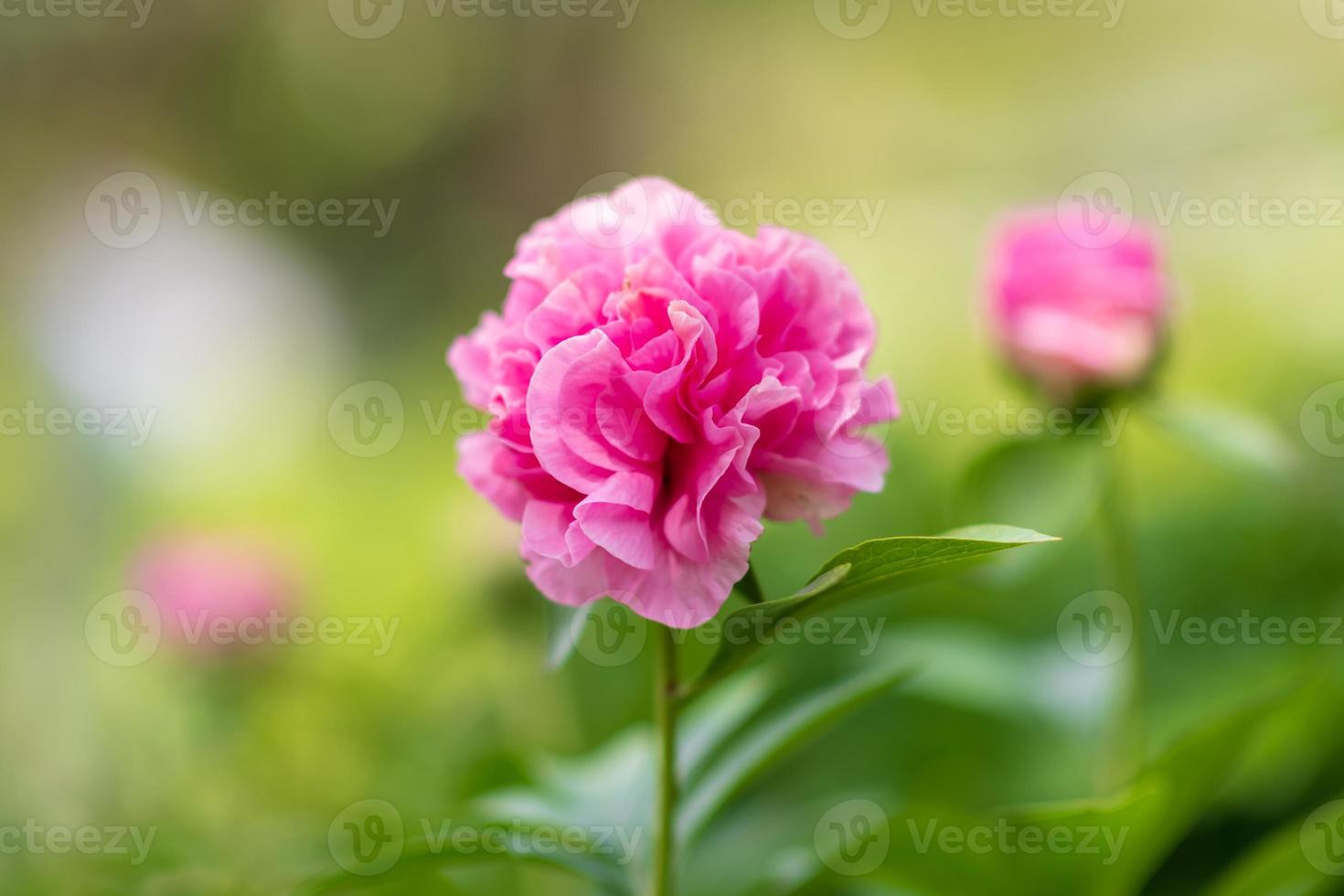 fiore di bellezza selvaggia con nettare che fiorisce nella campagna del campo foto