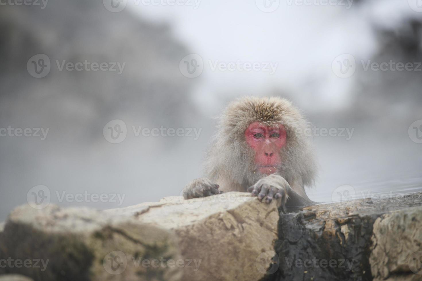 scimmia delle nevi a nagano, giappone foto