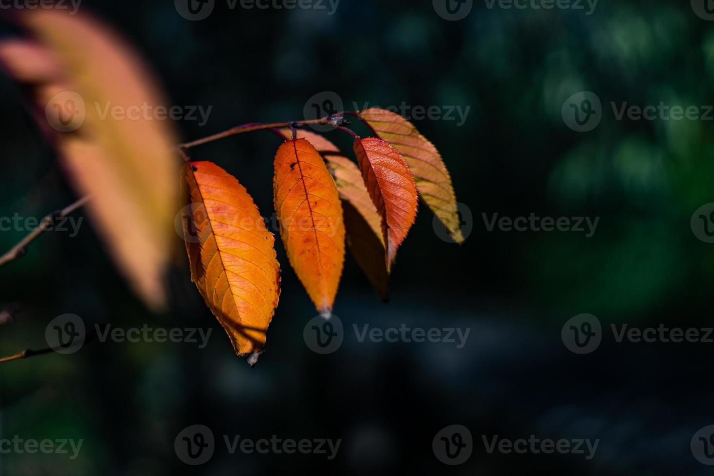 foglie gialle autunnali foto