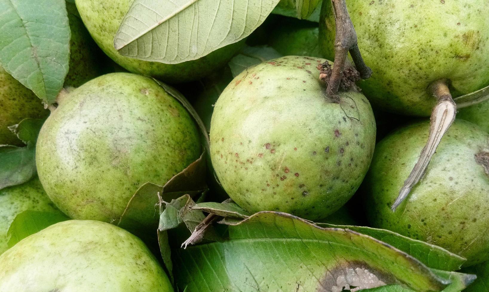 frutta guava fresca in vassoio di legno dopo essere stata raccolta dalla fattoria pronta per essere servita o venduta al mercato foto