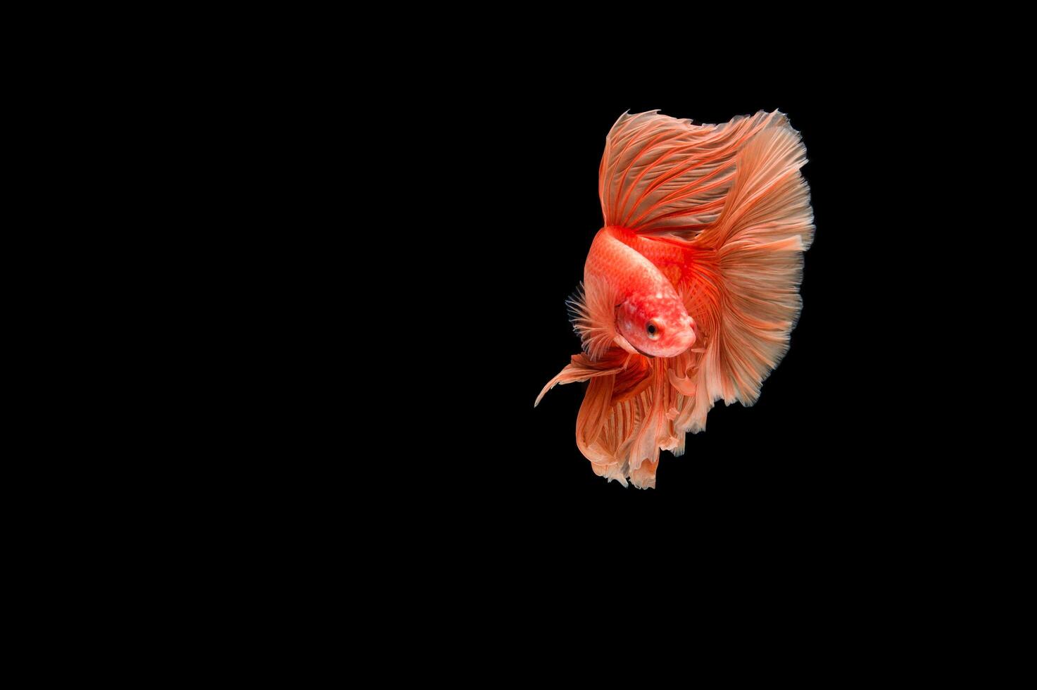 bellissimo colorato di pesce siamese betta foto