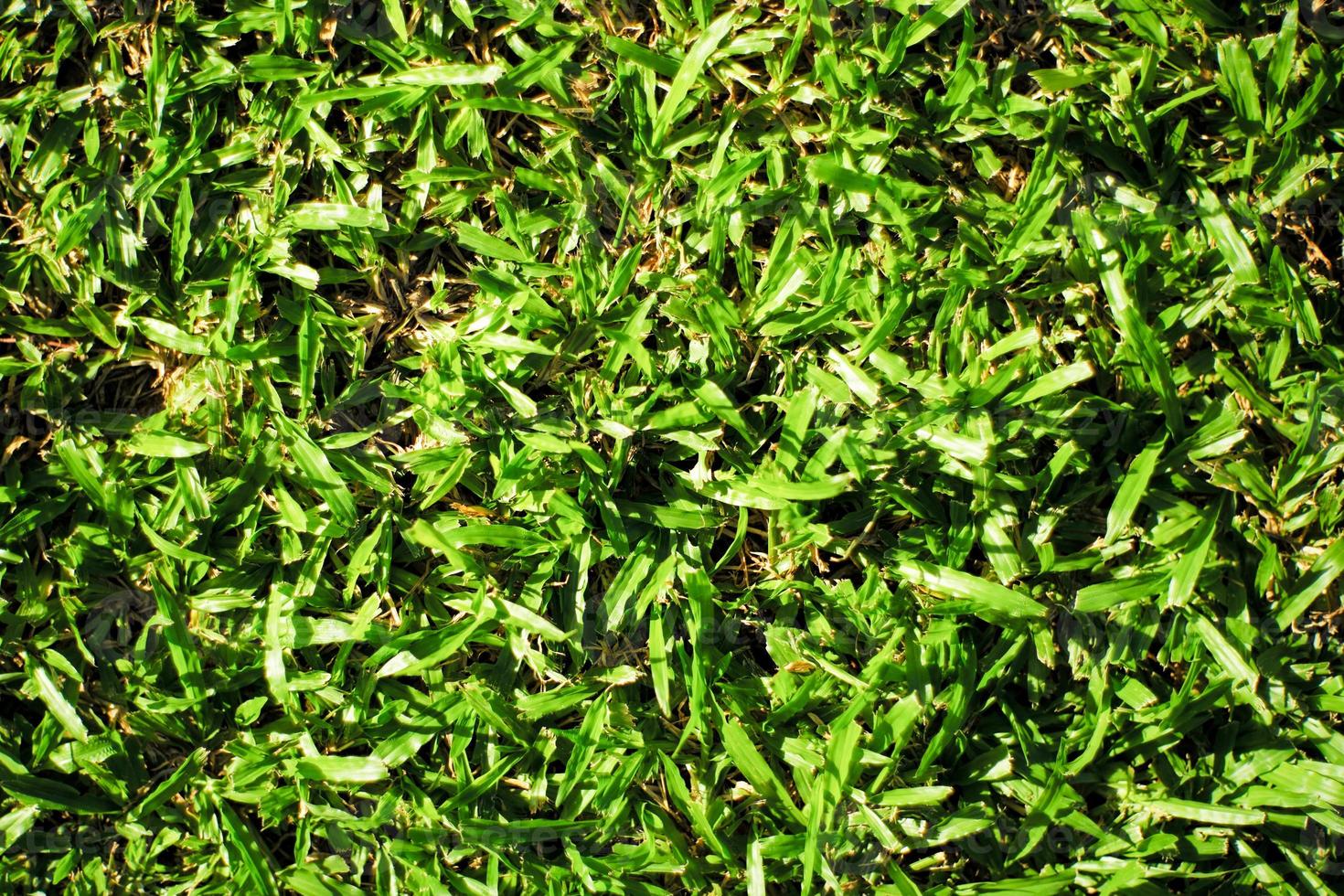 vista dall'alto del campo in erba con la luce del sole. trama e sfondo di foglie di erba sul terreno foto
