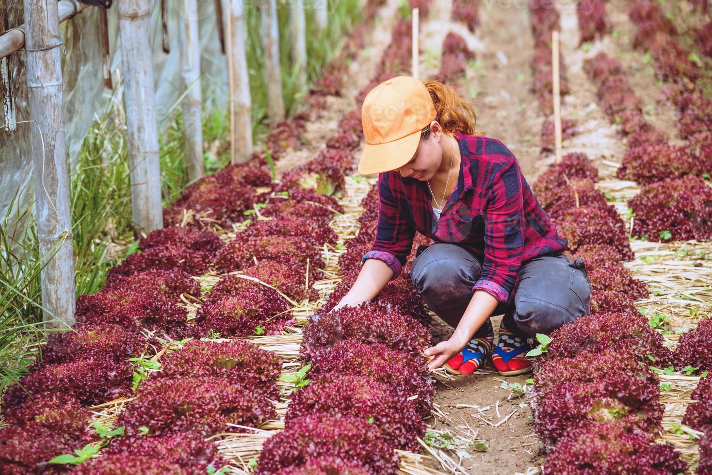 giardiniere donna asiatica. prendersi cura delle insalate in giardino al vivaio. foto