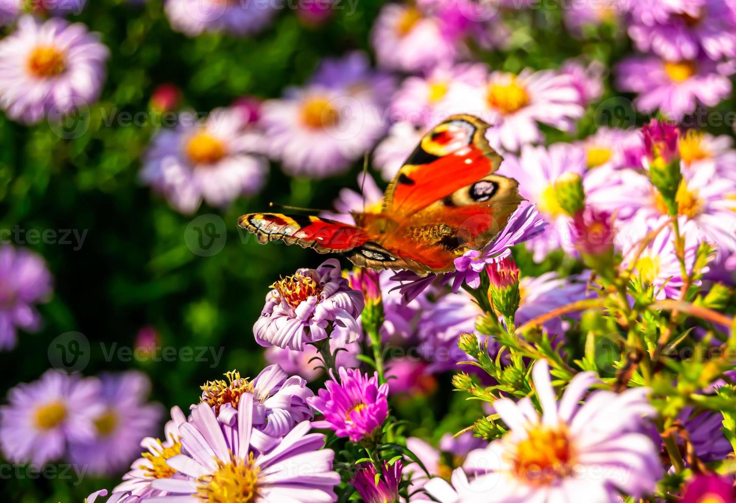 fotografia a tema bellissima farfalla nera monarca foto