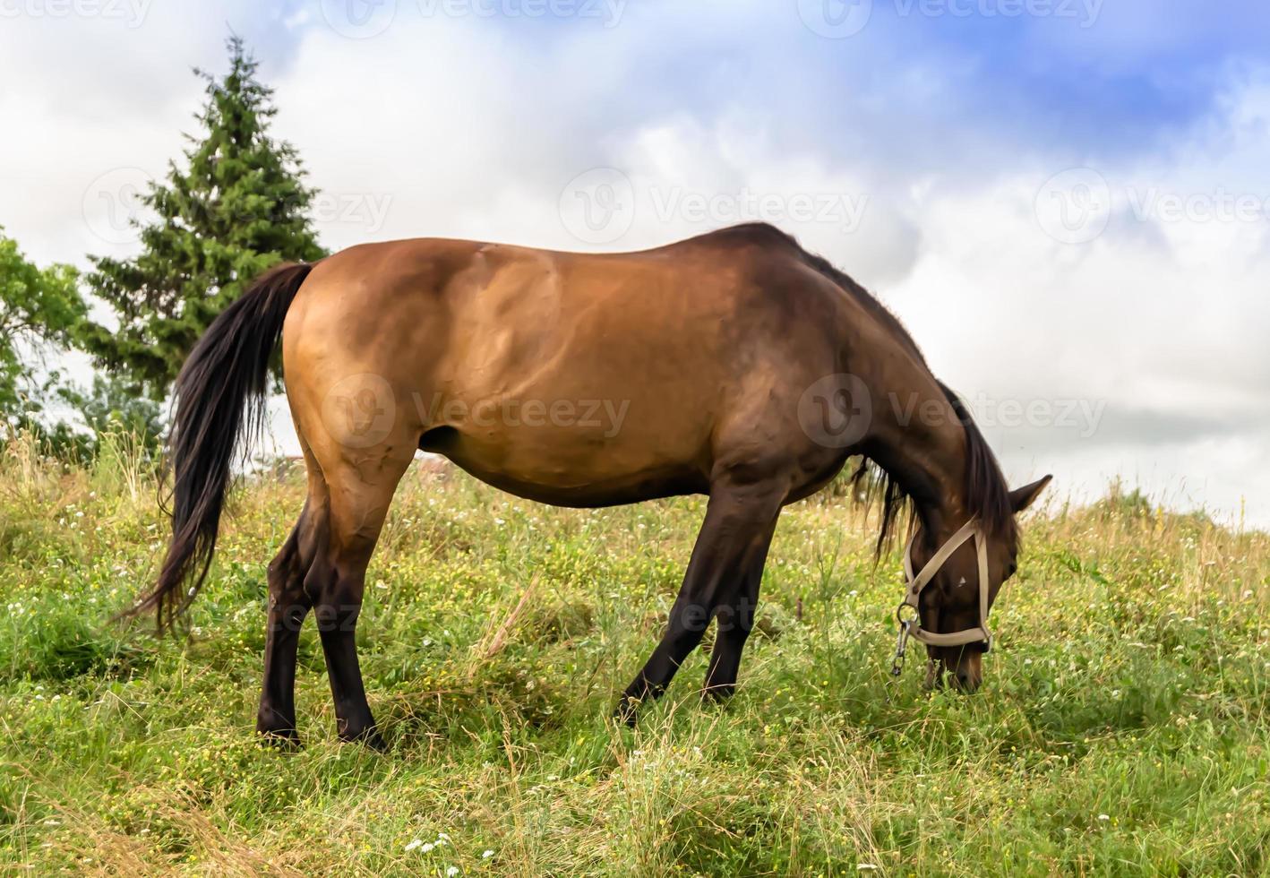 bellissimo stallone selvaggio cavallo marrone sul prato fiorito estivo foto