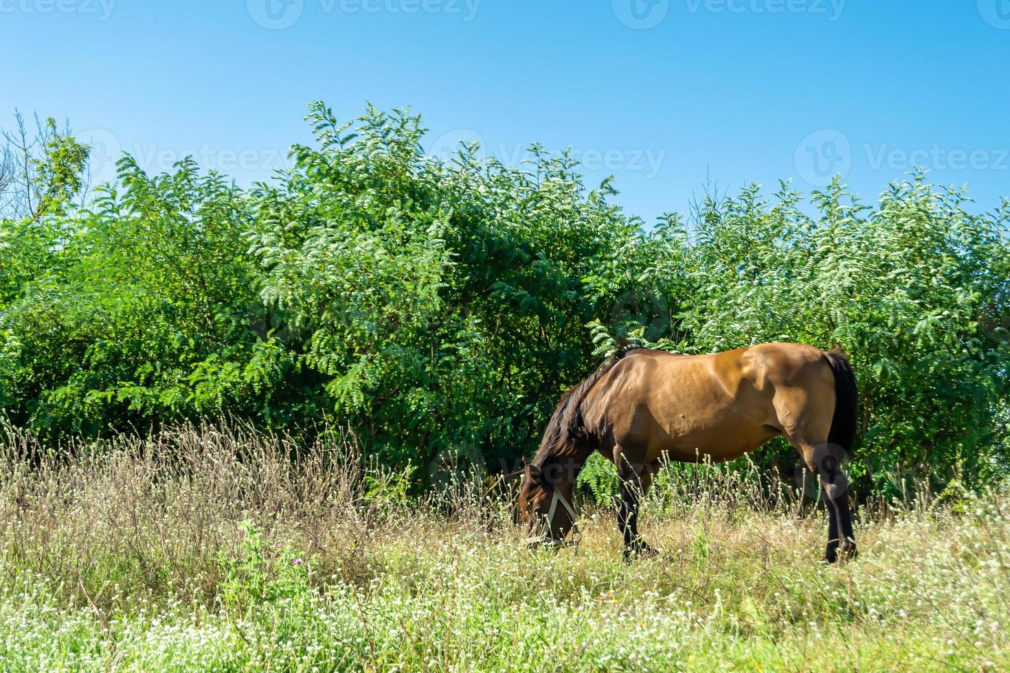 bellissimo stallone selvaggio cavallo marrone sul prato fiorito estivo foto