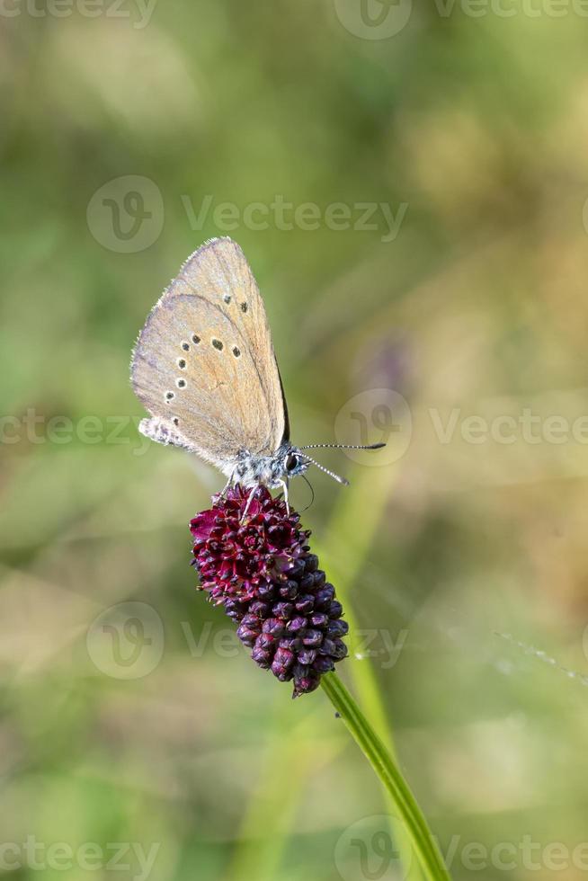 Colpo laterale di un argento blu borchiato plebejus argus farfalla su un fiore rosso foto