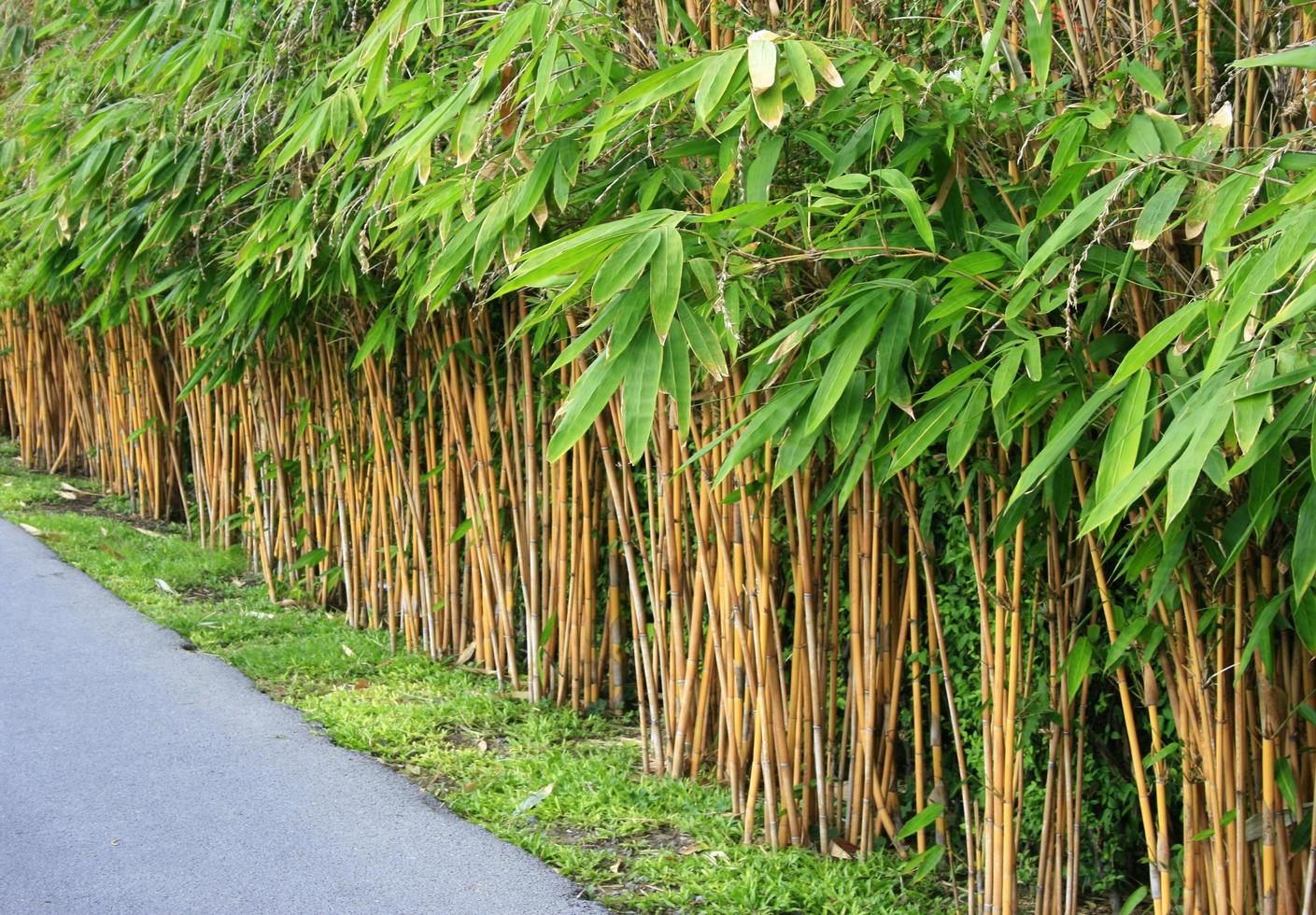 piantare un muro di bambù, costruire un muro di bambù foto