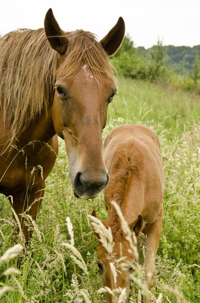 cavalli selvaggi nel campo foto