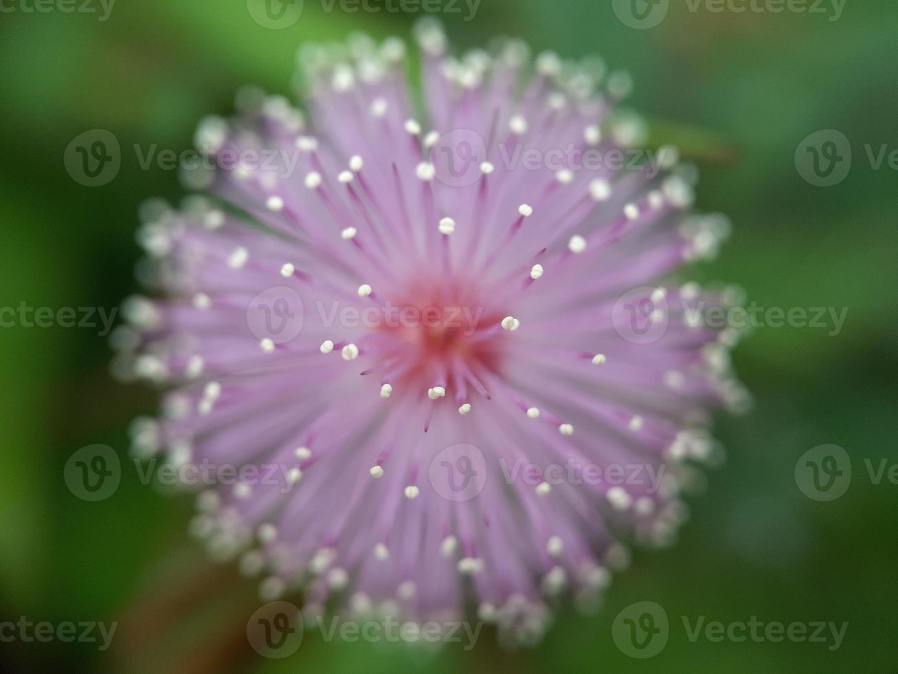 fiore di mimosa pudica foto