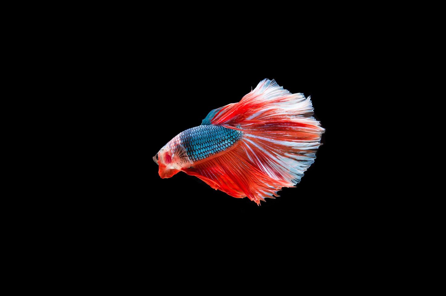 bellissimo colorato di pesce siamese betta foto