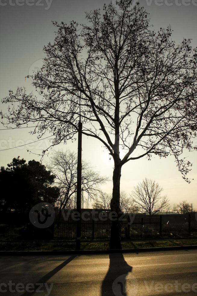 un albero spoglio che getta un'ombra dura sulla strada. sagoma di un albero senza foglie con ombra nera. foto