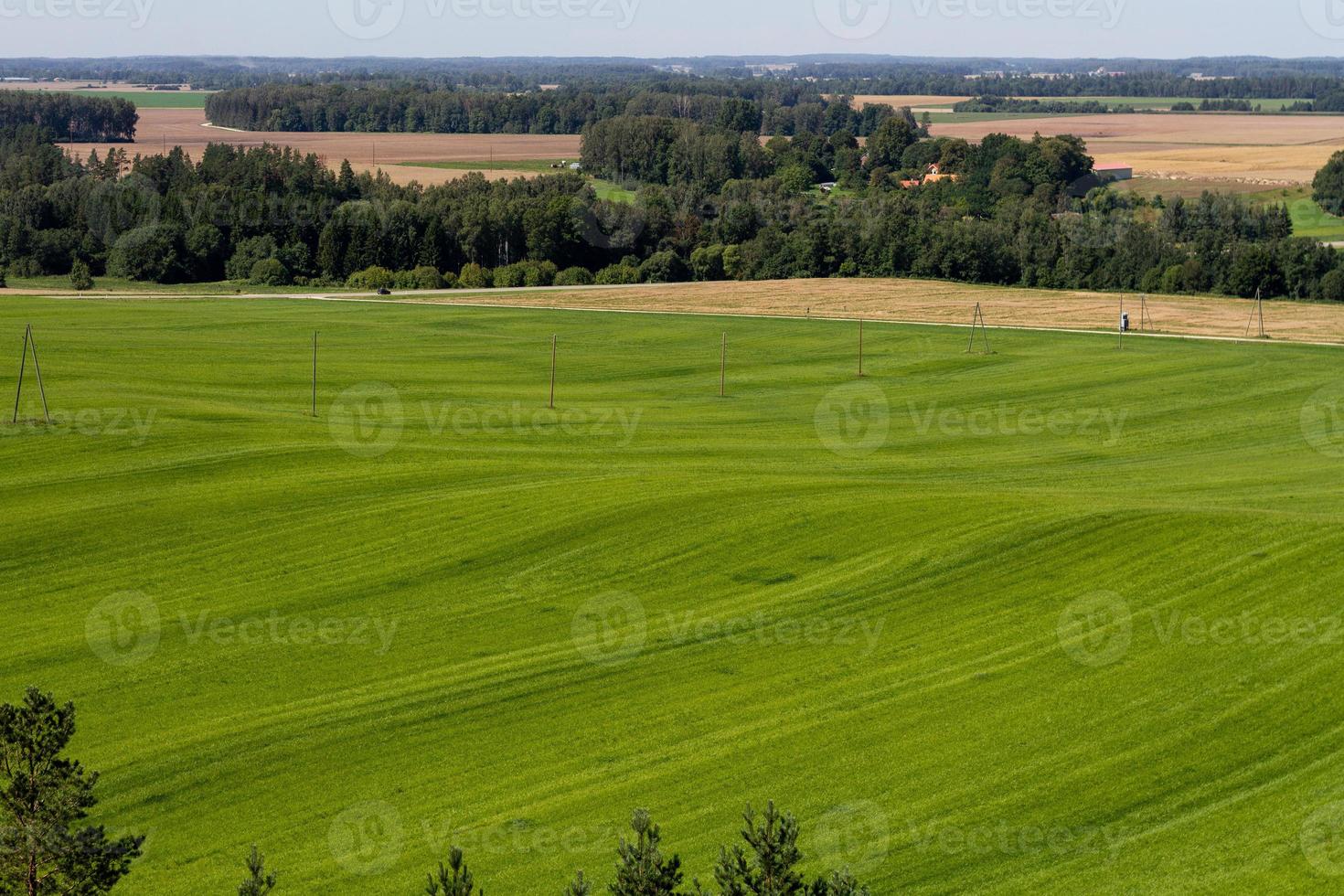 campo in erba verde con linea elettrica foto