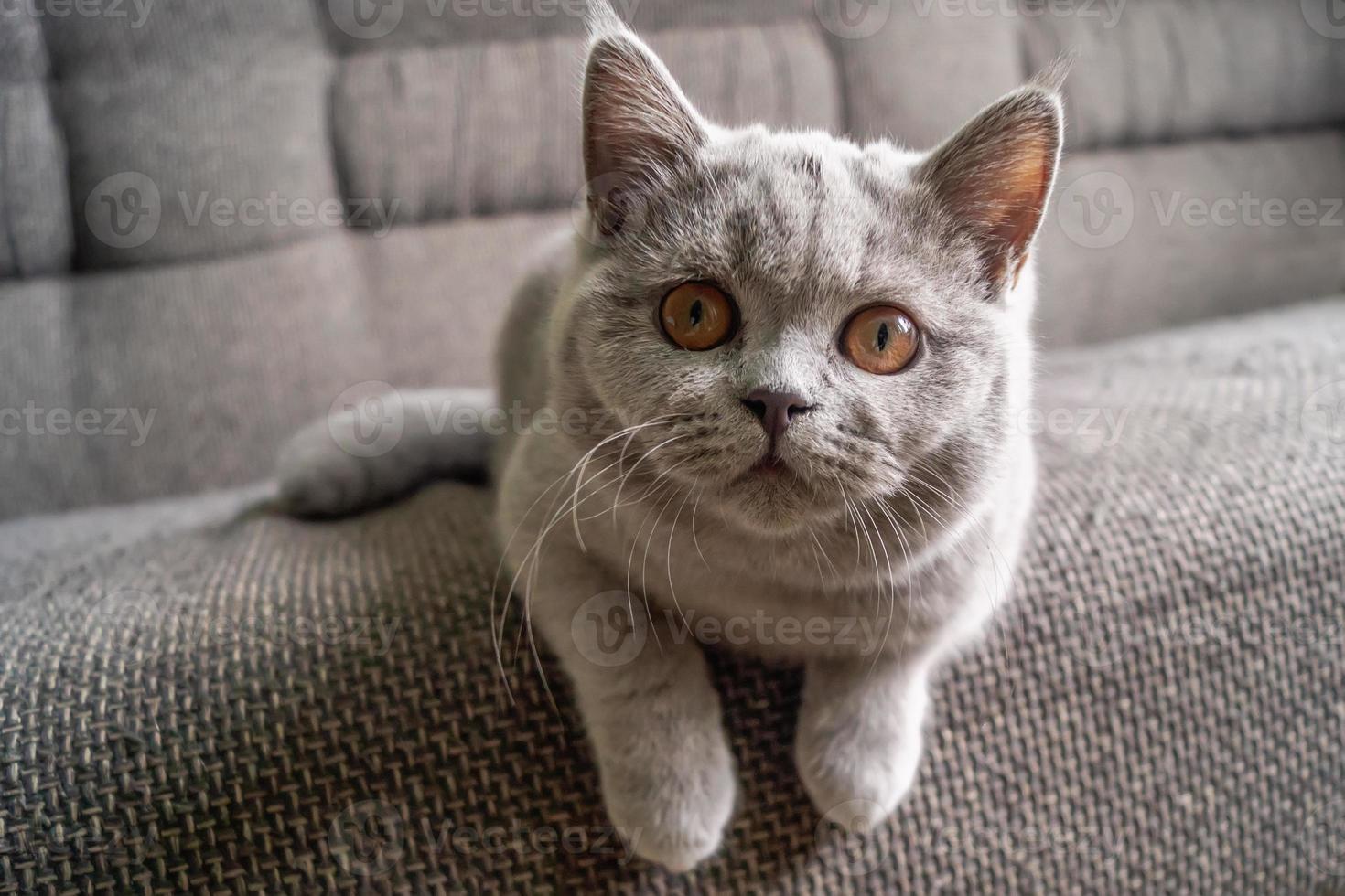 piccolo gattino si siede sul divano e guarda nell'obiettivo della fotocamera mentre gioca. messa a fuoco selettiva foto