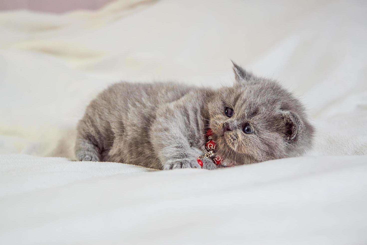 piccolo gattino gioca su una copertina bianca foto