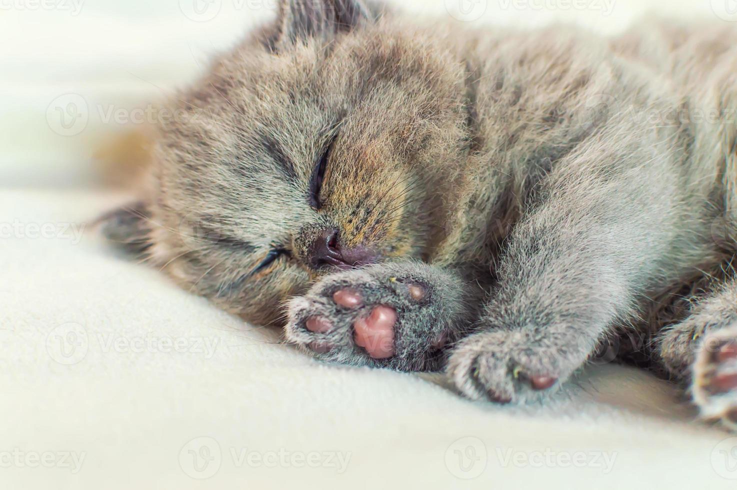 il gattino dorme su una coperta bianca foto