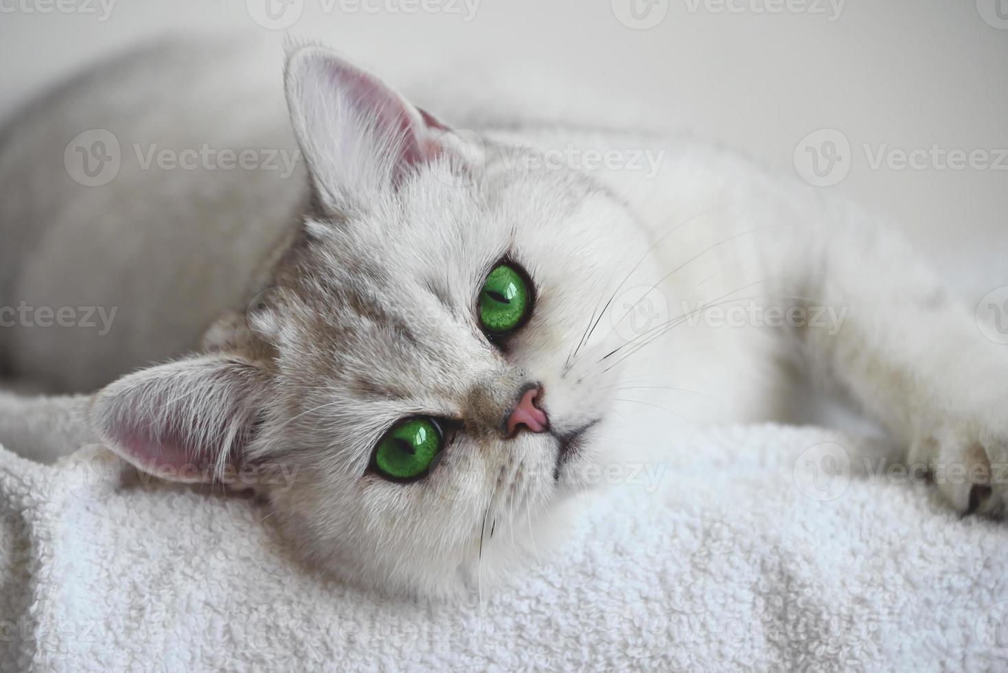 un gatto bianco con gli occhi verdi giace su uno sfondo bianco. cincillà d'argento britannico. foto