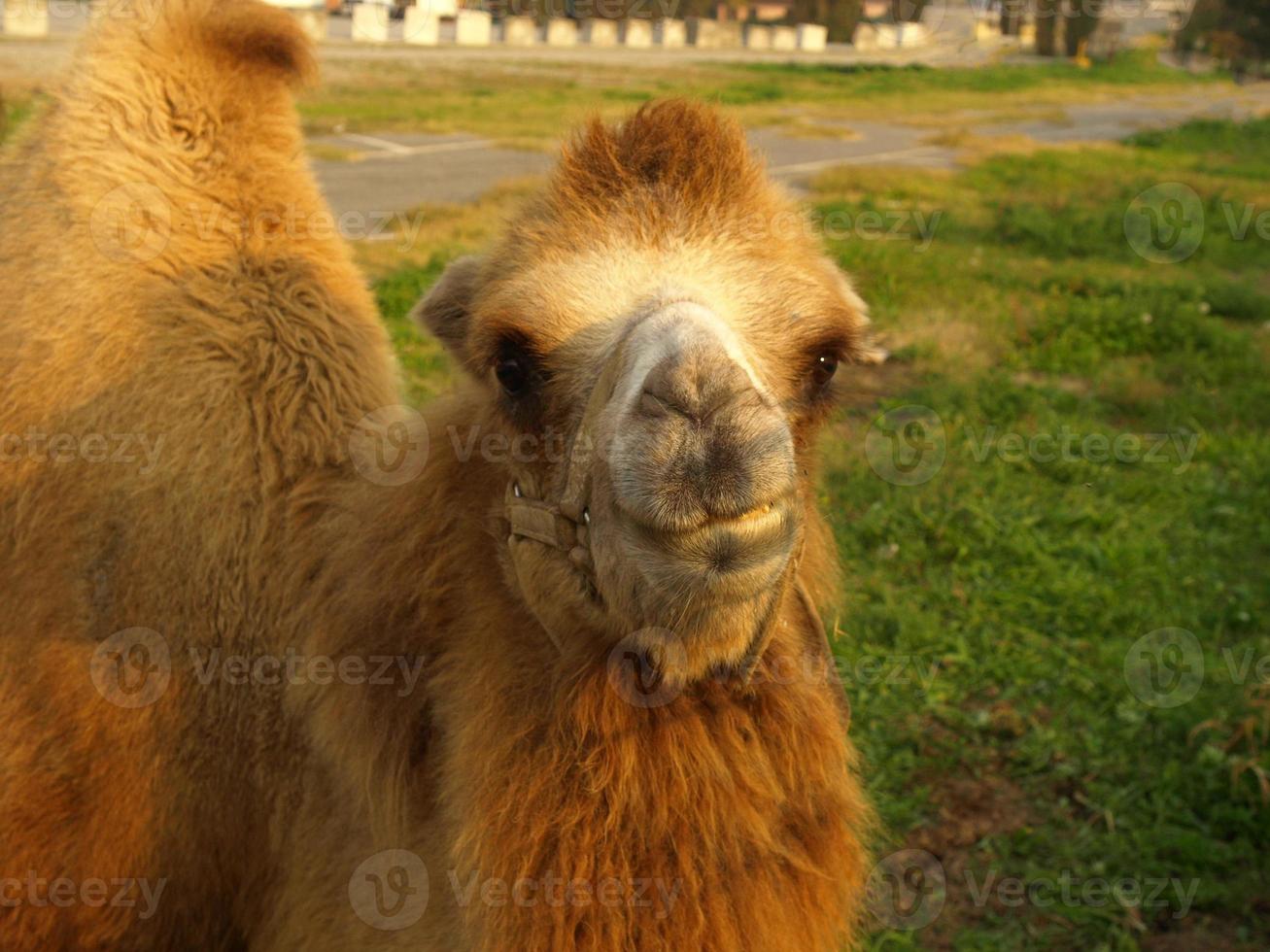 cammello bactrian camelus bactrianus mammifero animale foto