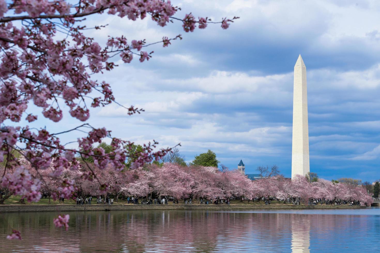 Monumento a Washington durante il festival dei fiori di ciliegio al bacino di marea, Washington DC, Stati Uniti d'America foto