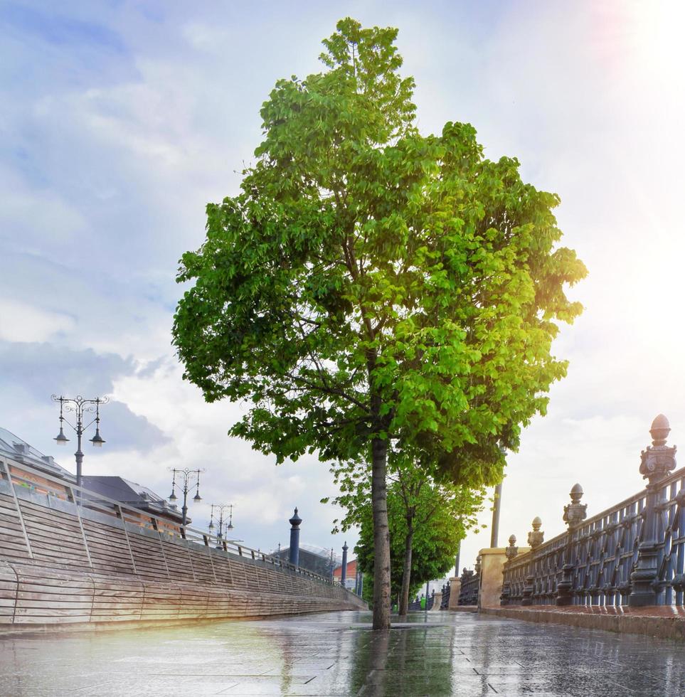 bellissimo albero vicino al fiume Danubio a budapest, ungheria dopo una giornata di pioggia primaverile. parco vuoto per lunghe passeggiate all'aria aperta. foto