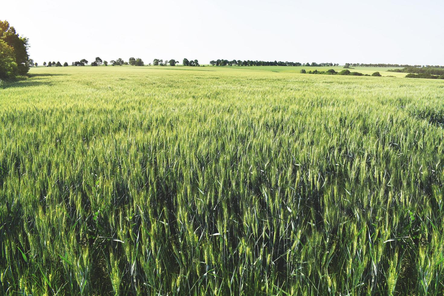 giovane paesaggio del campo di grano con la calda luce del sole durante una giornata primaverile. crescendo in una posizione rurale soleggiata e lontana. foto