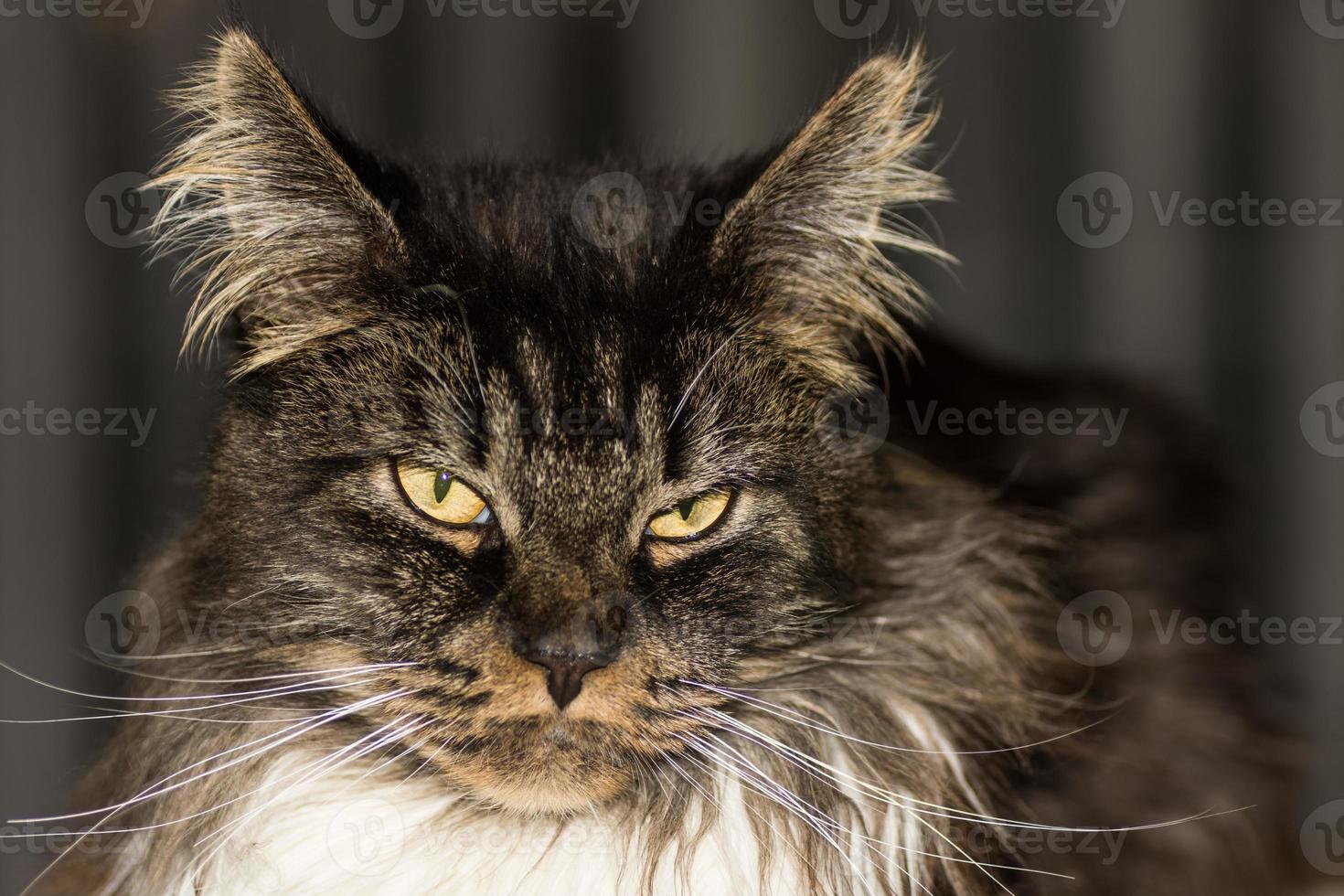 il gatto maine coon guarda nella telecamera con uno sfondo scuro foto