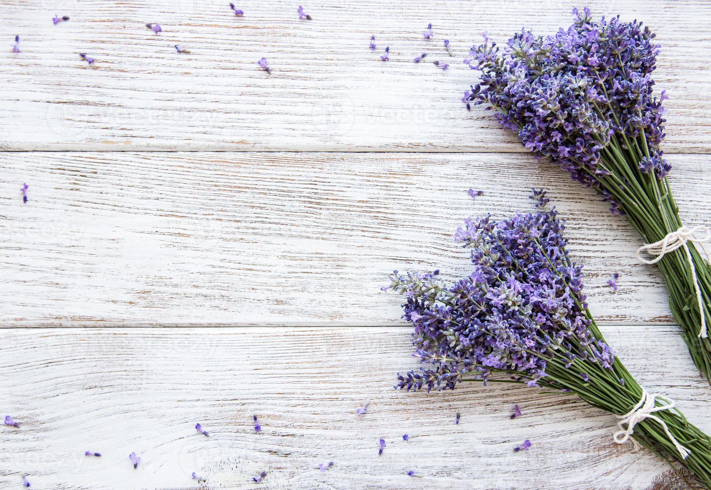 fiori freschi di lavanda foto