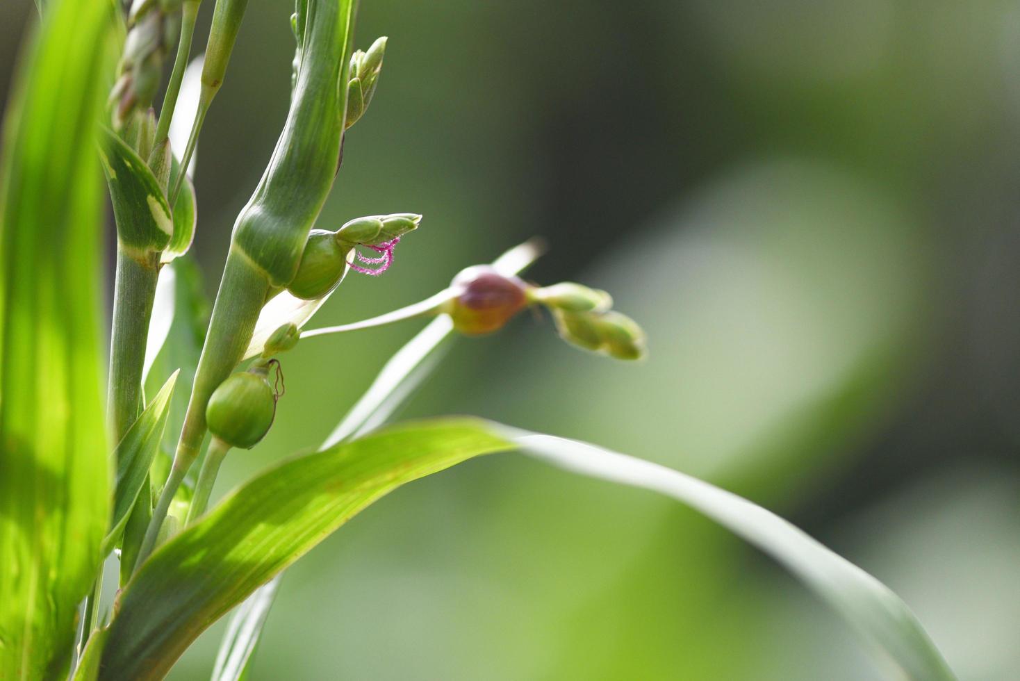 lacrime di lavoro seme sull'albero pianta coix lachryma jobi orzo perlato cinese coixseed foto