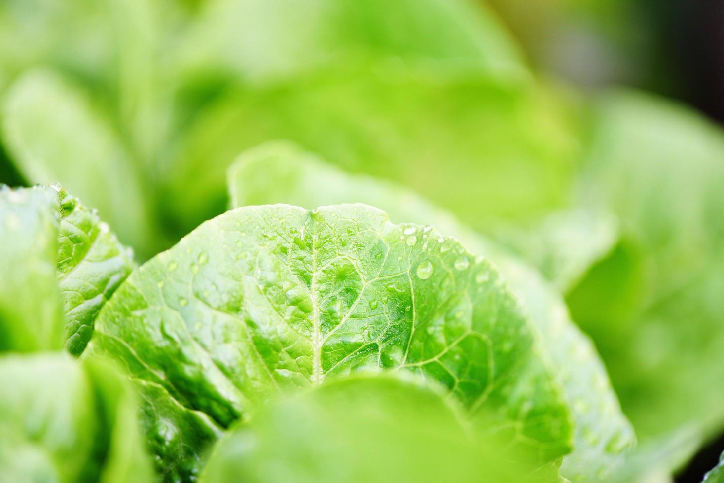 lattuga di verdure fresche con goccia d'acqua sulla foglia nel cibo del giardino orticoltura biologica attesa raccolta per insalata verde cibo salutare foto