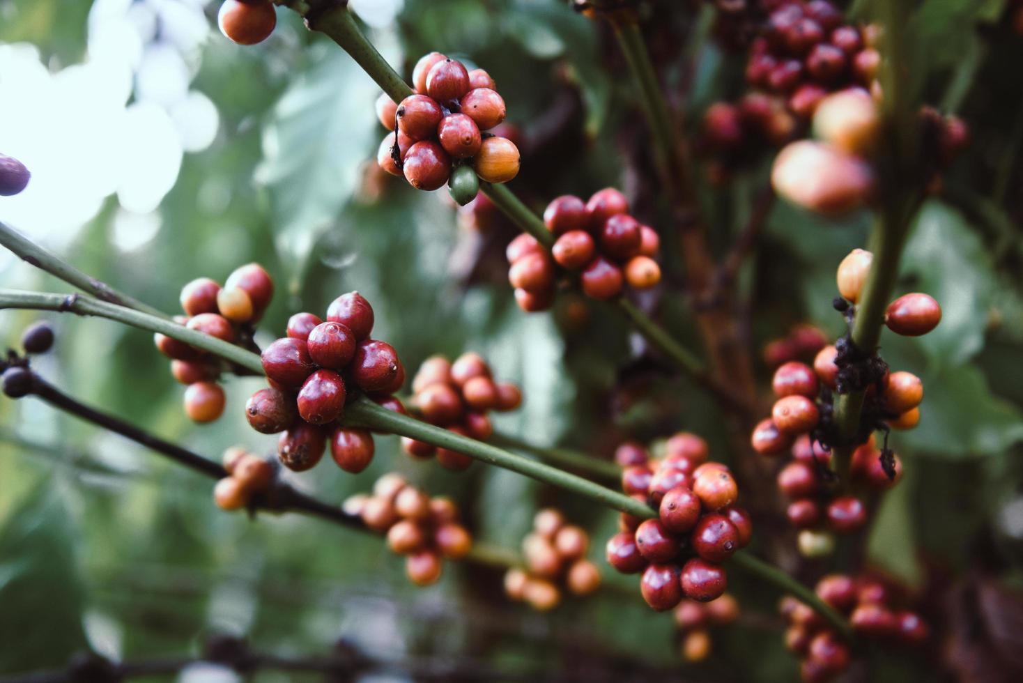 chicco di caffè fresco sulla pianta del caffè bacche di caffè arabica agricoltura sul ramo con sfondo scuro foto