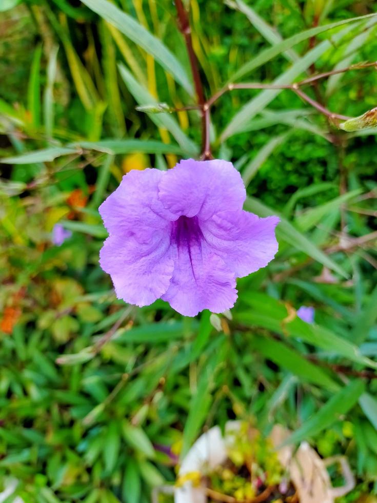 il fiore fiori colorati e piante nel giardino e nella foresta foto