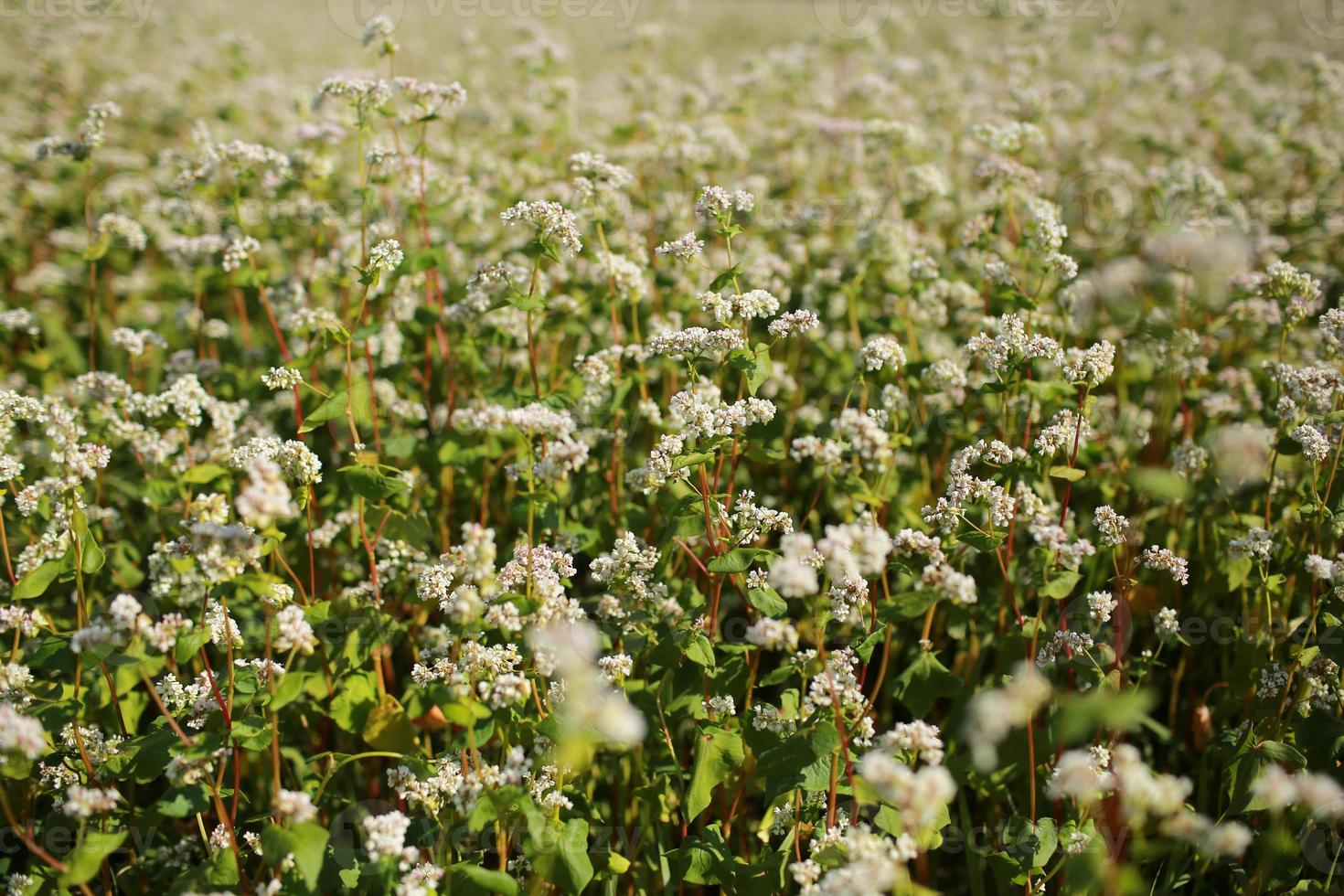 grano saraceno in fiore e sfondo azzurro del cielo. campo di grano saraceno durante la fioritura. grano saraceno in fattoria foto