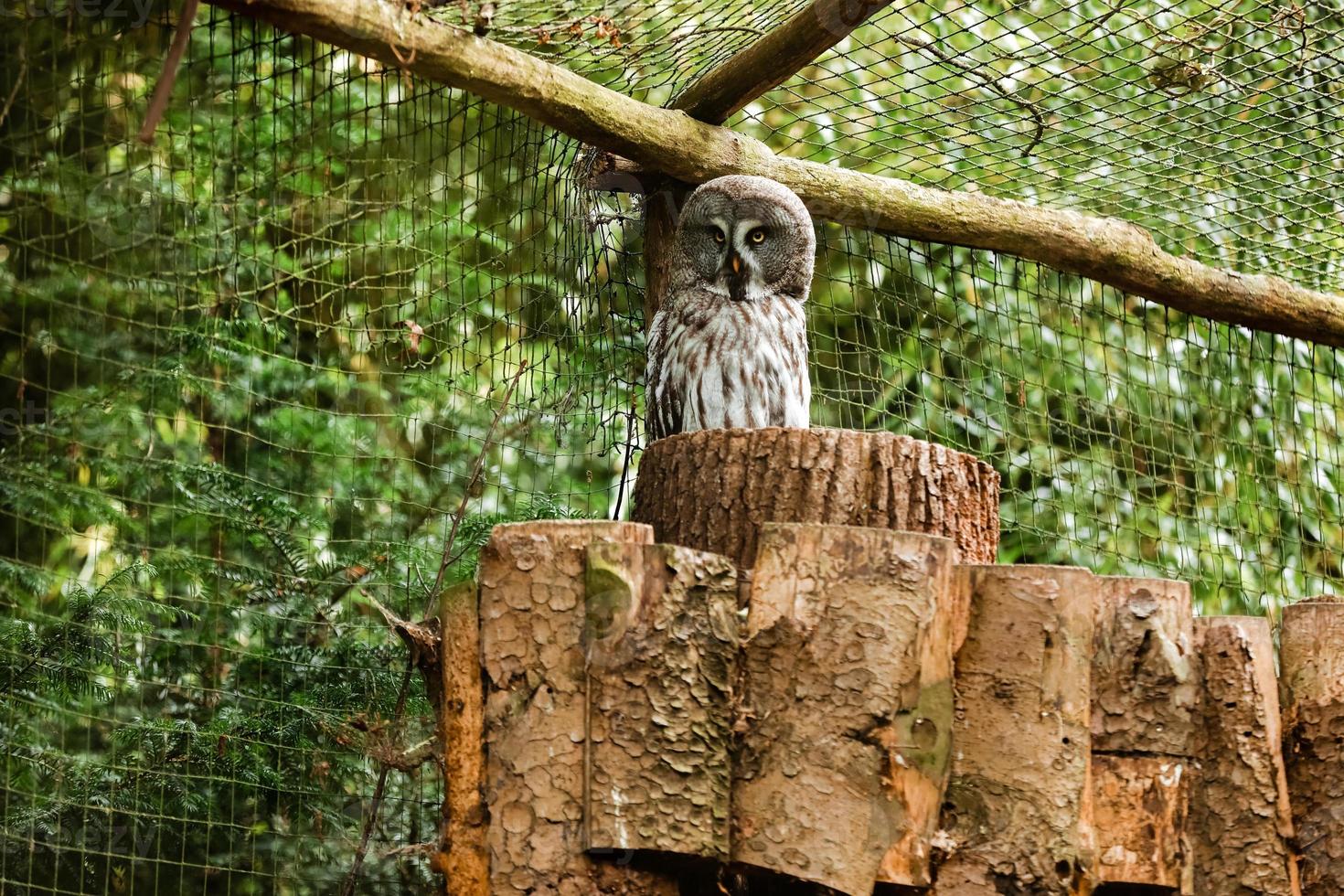 il grande gufo grigio o grande gufo grigio, strix nebulosa, documentato come la più grande specie di gufo del mondo per lunghezza, è qui mostrato appollaiato su un palo in una posa insolita guardando indietro foto