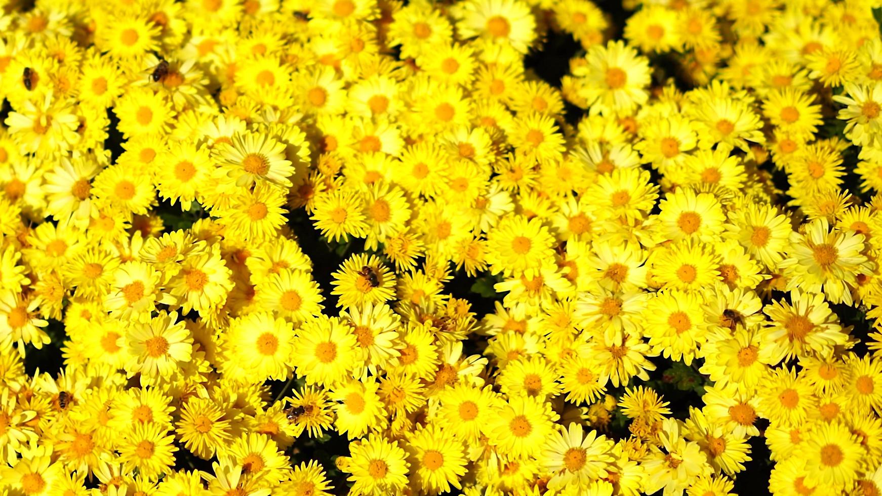 bellissimo sfondo naturale di crisantemi foto