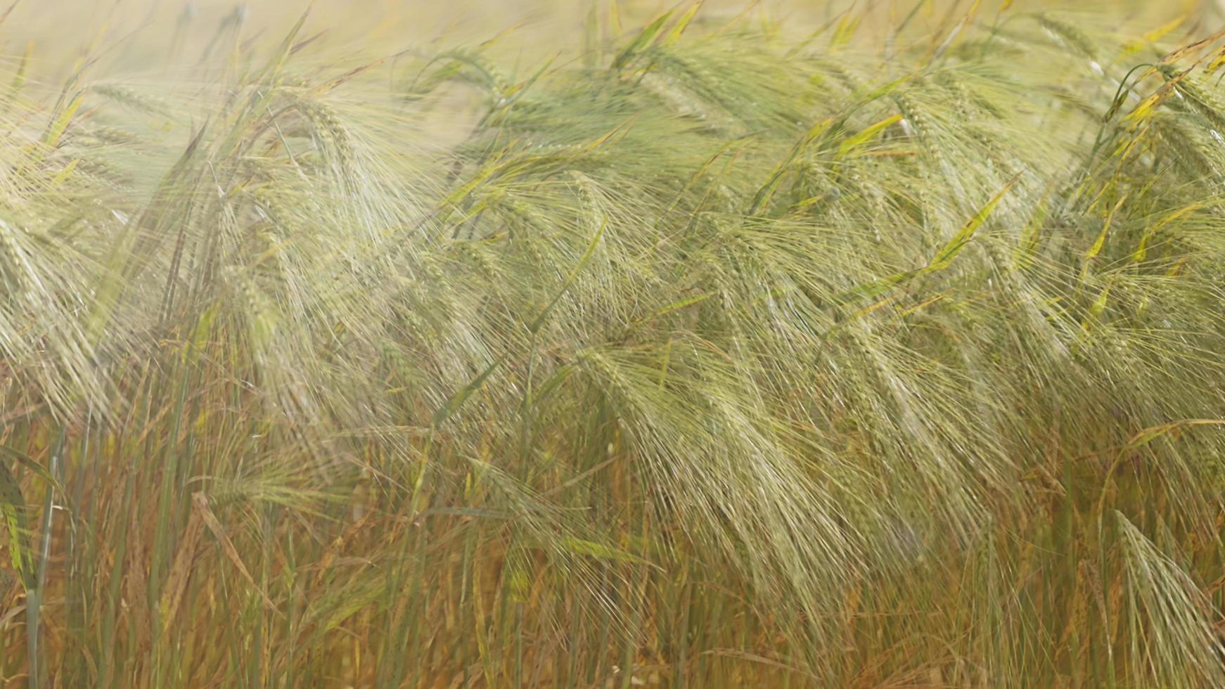 sfondo naturale con campo di grano foto