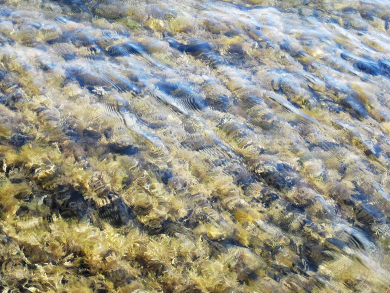 bellissime alghe giallo-verdi a forma di piuma giacciono tranquillamente sul fondo del mare profondo foto