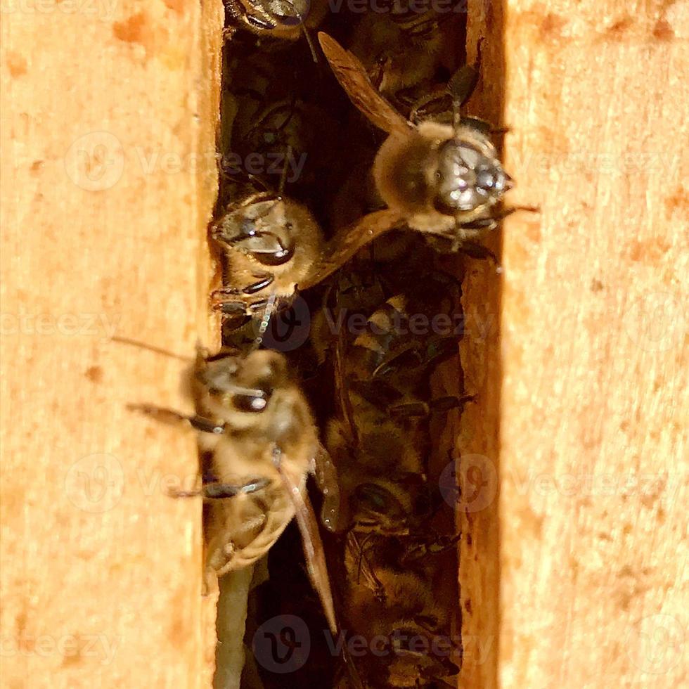 trama esagonale di sfondo, nido d'ape di cera dall'alveare pieno di miele dorato foto