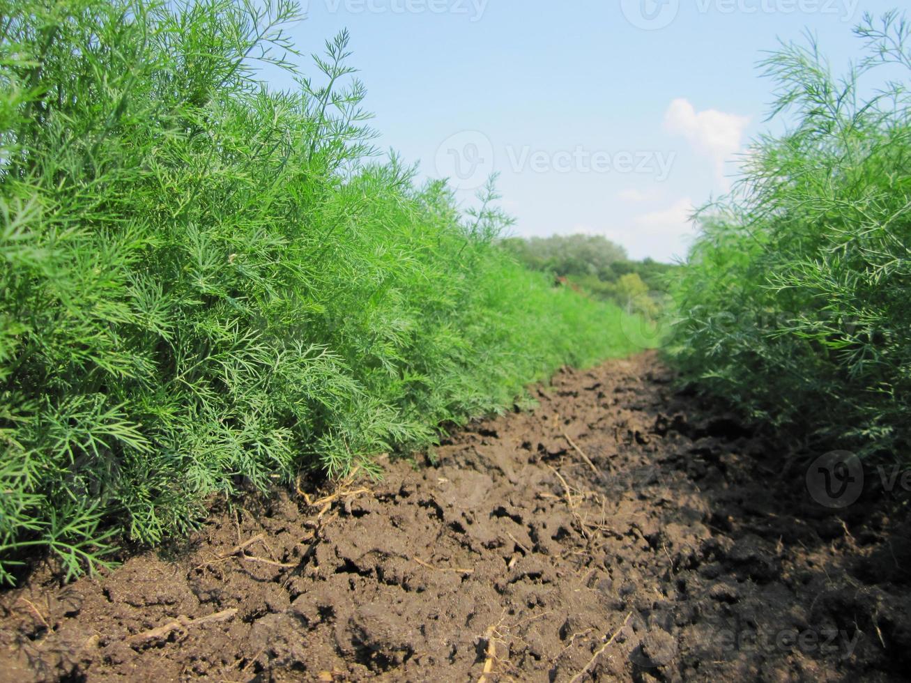 campo arato per la patata in terra marrone sulla natura aperta della campagna foto