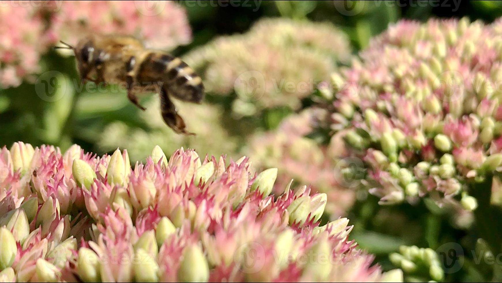 l'ape alata vola lentamente verso la pianta, raccoglie il nettare per il miele sull'apiario privato dal fiore foto