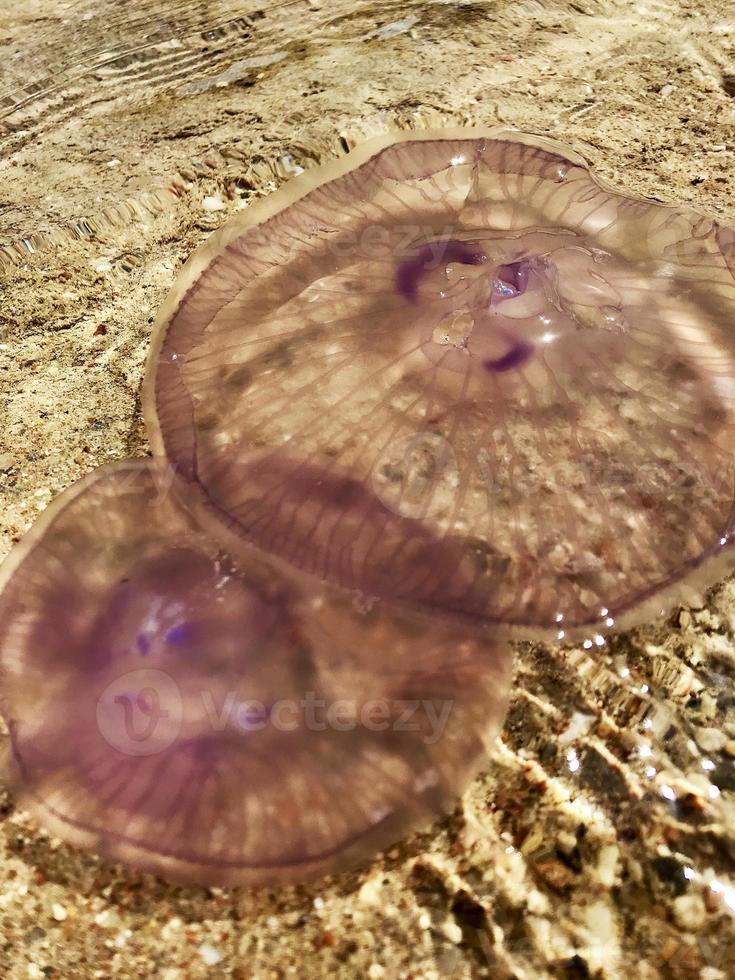 bella vera medusa di melma nuota tra le pietre in un mare trasparente di vetro pulito foto