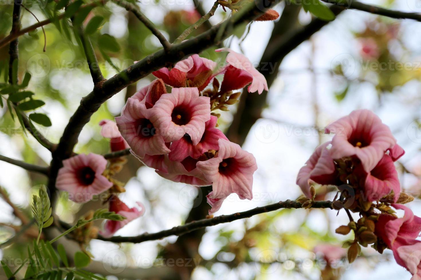 bellissimo fiore in fiore con foglie verdi, natura naturale vivente foto