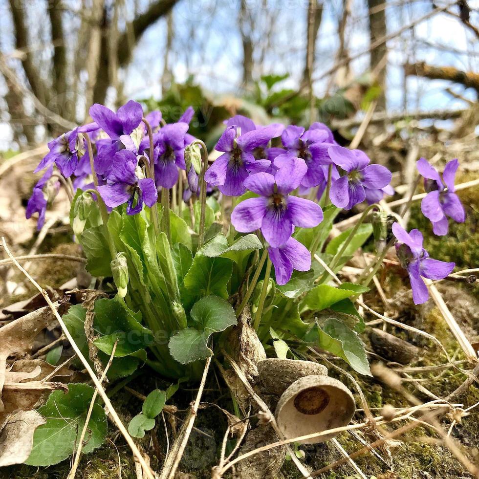 bellissimo fiore in fiore con foglie verdi, natura naturale vivente foto