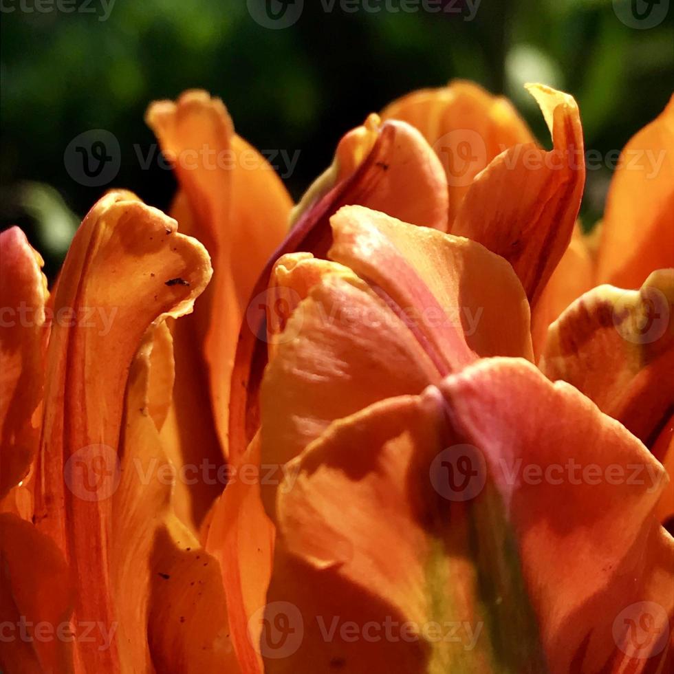 bellissimo fiore in fiore con foglie verdi, natura naturale vivente foto