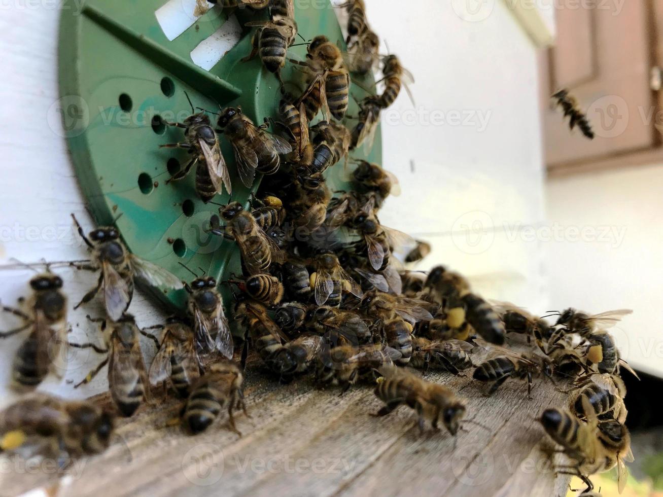 l'ape alata vola lentamente al nido d'ape per raccogliere il nettare per il miele nell'apiario privato foto