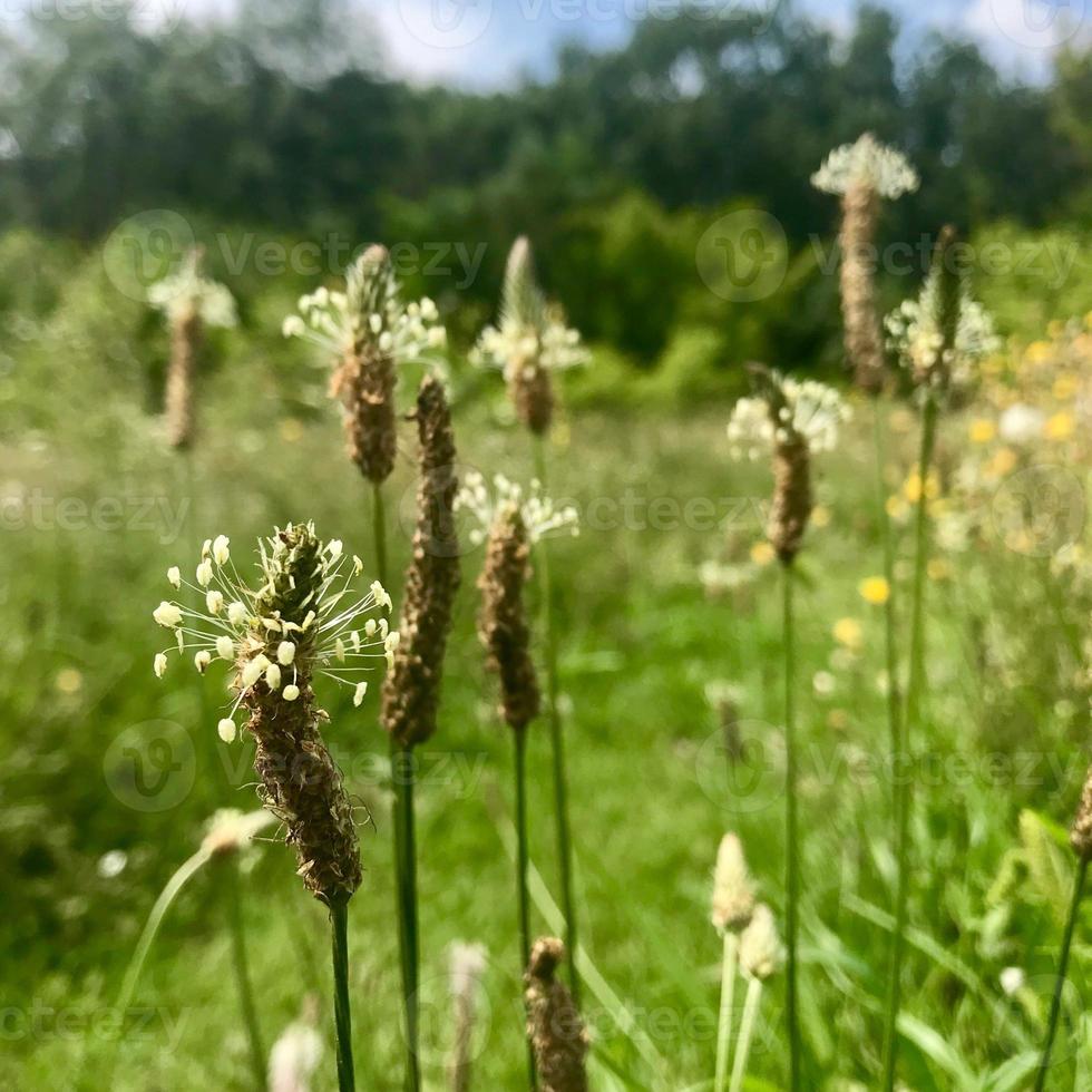 foglie verdi in fiore fiore d'erba, natura naturale vivente foto