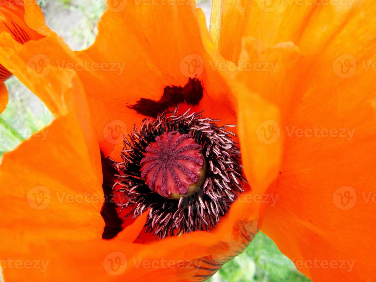 fiore di bellezza selvaggia con nettare che sboccia foto