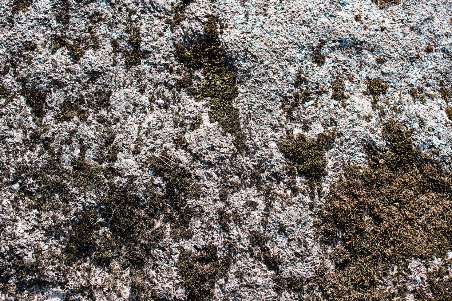 natura della roccia del mare strutturata struttura verde della foglia. foglia trama sfondo sfondo della campagna all'aperto su sfondo foto